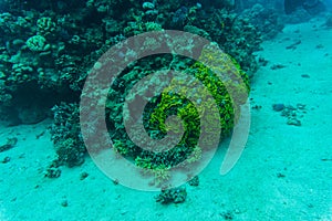 Stingray on coral reaf of Sharm El Sheih photo