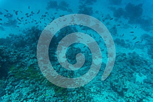 Stingray on coral reaf of Sharm El Sheih photo