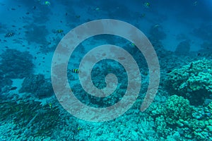 Stingray on coral reaf of Sharm El Sheih photo