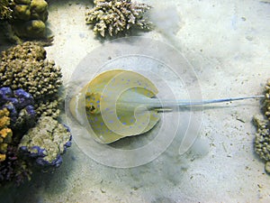 Stingray and coral reef