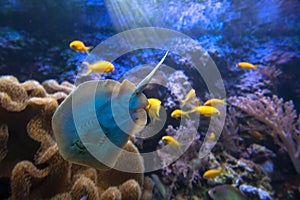 Stingray on coral reef inhabitants background