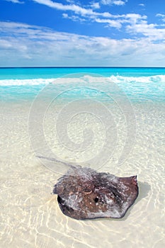 Stingray Dasyatis americana in Caribbean beach