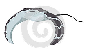 Stingray fish. Sea animal floating underwater. Cute cartoon stingray. Adorable sea creature isolated on white background