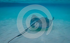 Stingray in the Grand Cayman, Cayman Islands