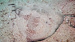 A stingray hiding among sand and tiny pebbles.