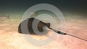 Stingray hovers above sea floor in search of food