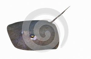 Stingray isolated white background