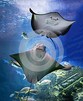 Stingray photo