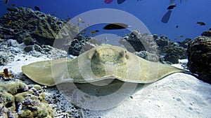 Stingray Maldives