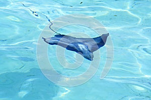 Stingray maldives beach