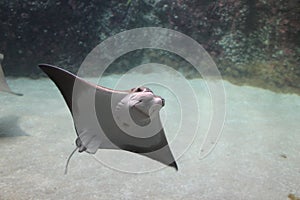 Stingray in the Rotterdam Zoo