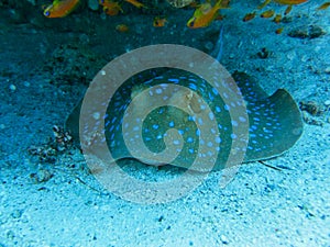 a stingray in the sand on the ground