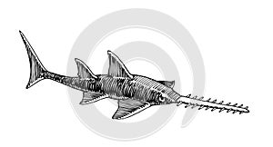 Stingray, sawfish, sea predator, engraving, sketch, for logo or emblem photo
