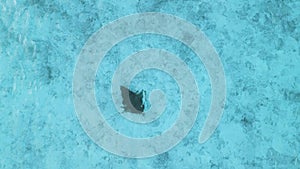 Stingray in sea at Maldives. Sting ray swimming in blue ocean, aerial view