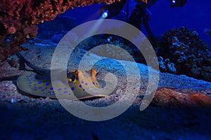 Stingray on the seabed