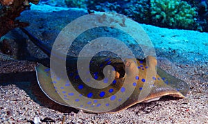 Stingray on the seabed