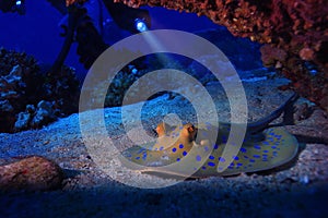Stingray on the seabed