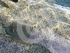 Stingray in shallow ocean water