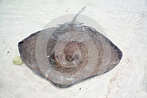 Stingray in a shallow water