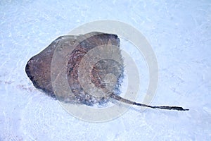 Stingray in a shallow water