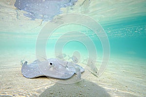 Stingray in Shallow Water