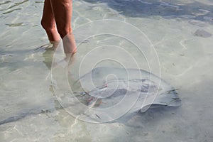 Stingray in Shallow Water