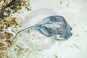 Stingray in the shallow water