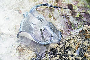 Stingray in the shallow water