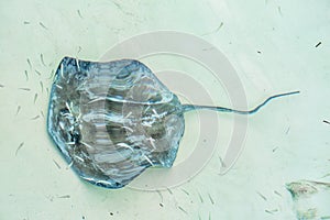 Stingray in the shallow water