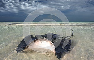 Stingray in shallow water