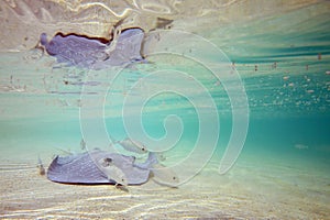 Stingray in Shallow Water