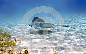 Stingray stealth patrol photo