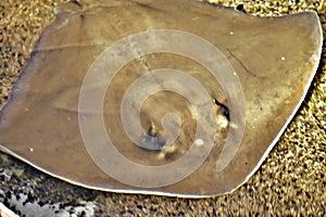 Stingray, a cartilaginous fish related to sharks, Oklahoma City Zoo photo