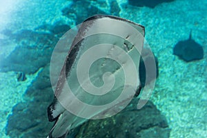 Stingray swimming in aquarium inside Oceanario, Lisbon photo