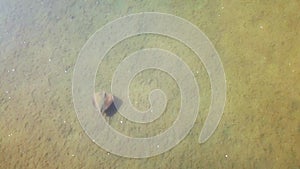 Stingray swimming in clear shallow water, aerial tracking shot
