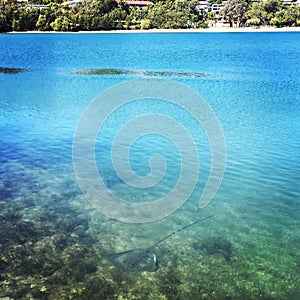 Stingray Swimming In Currumbin Creek