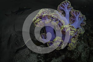 Stingray Swimming Next to Beautiful Purple Coral in Japan