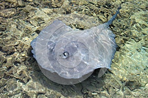 Stingray swimming in shallow water at the coast of Tobacco Caye, Belize