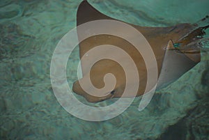 Stingray swimming in water