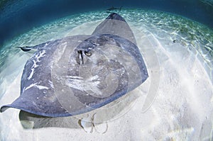 Stingray Swimming on White Sand Bottom in Bahamas