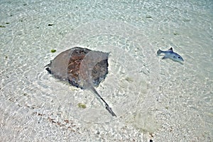 Stingray and triggerfish in a shallow water