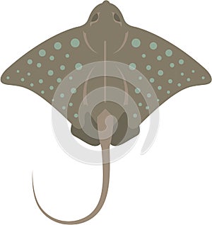 Stingray Vector illustration