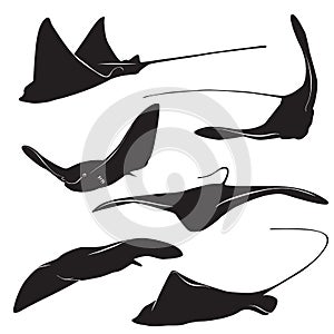 Stingray vector silhouette photo