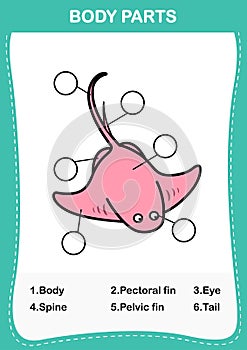 Stingray vocabulary part of body,Write the correct numbers of body parts