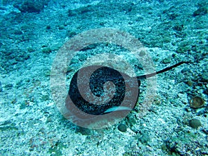 Stingrays are actually cartilaginous fishes that are closely related to sharks