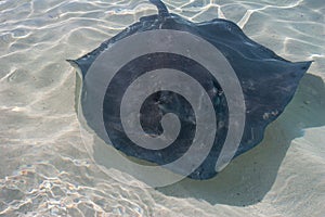 Stingrays fish in the shallow water.