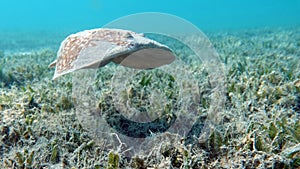 Stingrays. Leopard Electric Stingray - This electric stingray grows up to 100 cm and feeds on fish and bottom dwellers.