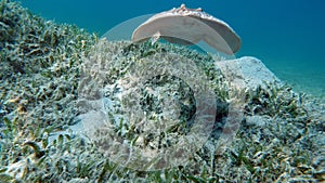 Stingrays. Leopard Electric Stingray - This electric stingray grows up to 100 cm and feeds on fish and bottom dwellers.