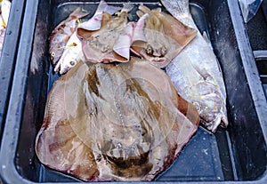 Stingrays and other fish caught by local fishermen are sold at the Fish Market, Folk Fisheries Pier, Jomtien Beach