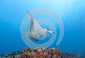 The stingrays own the sea on the Maldives.  they swim freely.